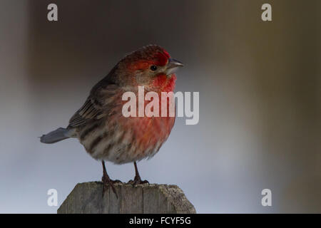 Casa maschio finch appollaiato su un fencepost Foto Stock