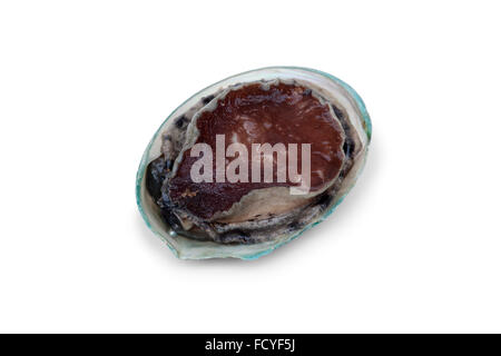 Crudo fresco abalone su sfondo bianco Foto Stock