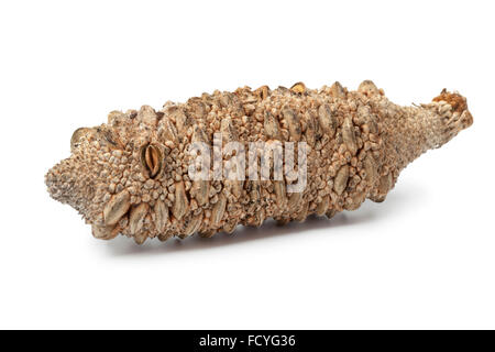 Australian Banksia pod su sfondo bianco Foto Stock