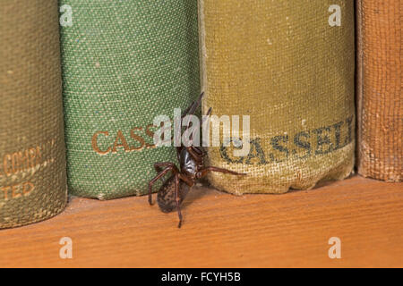 Falso Black Widow Spider: Steatoda noblis. Sussex, Inghilterra. Specie introdotto nel Regno Unito Foto Stock