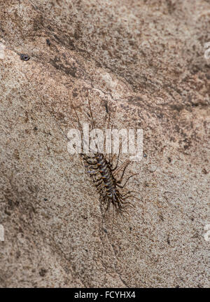 Centipede Long-Legged: Scutigera sp. Grotta Gomantong, Sabah Borneo Foto Stock