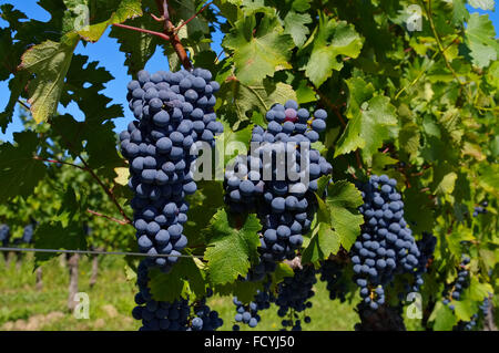 Weintraube a rot auf dem Weinberg - uva in rosso sul vigneto Foto Stock