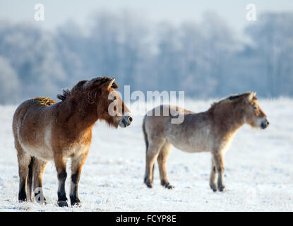 Due di Przewalski cavalli passeggiata attraverso la neve in inverno, involucro in corrispondenza del Schorfheide Deer Park a Gross Schoenebeck, Germania, 19 gennaio 2016. Di Przewalski cavalli tradizionalmente utilizzato per vivere nel selvaggio nella zona locale e sono l'unica specie di cavalli selvaggi che non sono state completamente estinti. Il parco copre un area di circa 100 ettari, fornisce gli habitat di animali che hanno tradizionalmente si aggiravano l'area locale allo stato selvatico e che sono elencate come quasi estinte o come animali in pericolo. Foto: Patrick Pleul/dpa Foto Stock