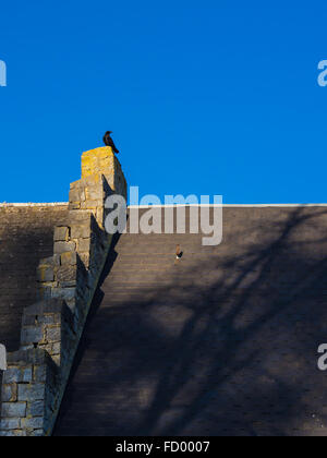 Crow sul tetto Foto Stock