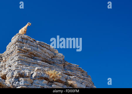 Capra selvatica sulla cima delle scogliere sull'isola di Kos in Grecia Foto Stock