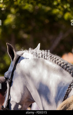 Cavalli mane intrecciati per la San Sebastian fiesta, La Caleta, Costa Adeje, Tenerife, Isole Canarie, Spagna. Foto Stock