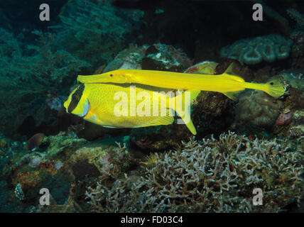 Trumpetfish, Aulostomus maculatus, nuoto dietro una mascherata rabbitfish, Siganus puellus, al fine di imboscata preda, Tulamben, Bali Foto Stock