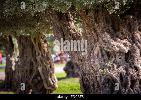 Albero di olivo a Ein Afec Foto Stock