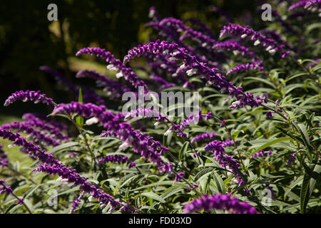 Un messicano di salvia dei cespugli che crescono nel sud della Francia. Foto Stock