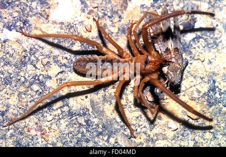 Camel spider mangiare grasshopper Foto Stock