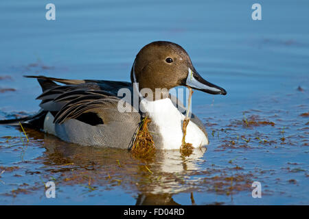 Maschio di Northern Pintail Duck Foto Stock