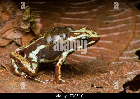 Un maschio di Anthony's veleno (Rana Epipedobates anthonyi) trasporta i suoi girini di una piscina di acqua. Foto Stock