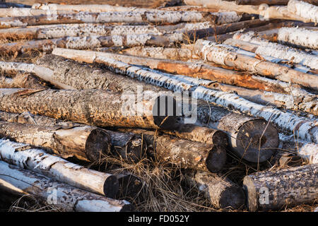 Pila di betulla o registri di legna da ardere nella foresta . Il materiale naturale, energia alternativa. Foto Stock