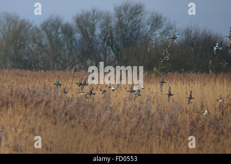 Teal (Anas crecca) Foto Stock