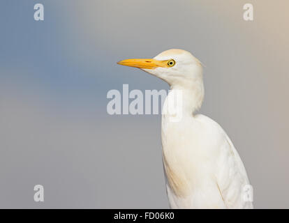 Airone guardabuoi ritratto Foto Stock