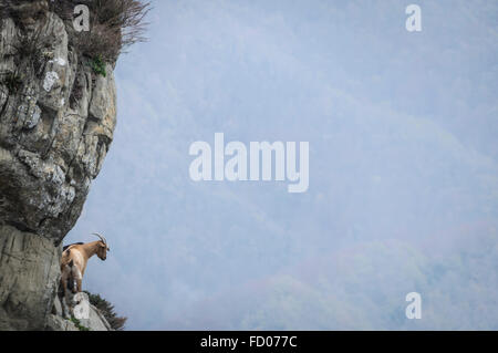 Capra Bellmunt al santuario, Catalogna, Spagna Foto Stock