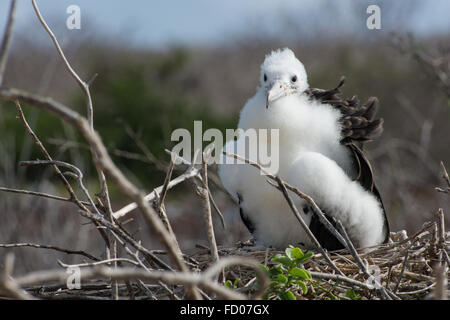 Un bambino frigatebird siede nel suo nido in attesa che i suoi genitori. Foto Stock