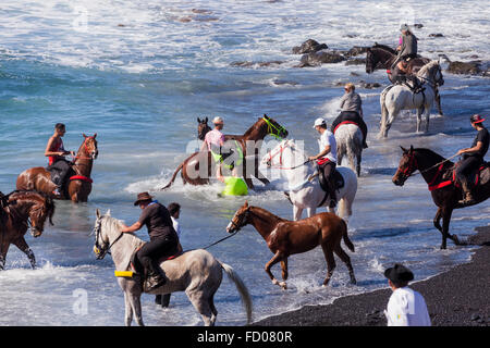 Il rito annuale la balneazione dei cavalli nel mare di Playa La Enramada, La Caleta, come parte delle feste di San Sebastian. Ogni y Foto Stock