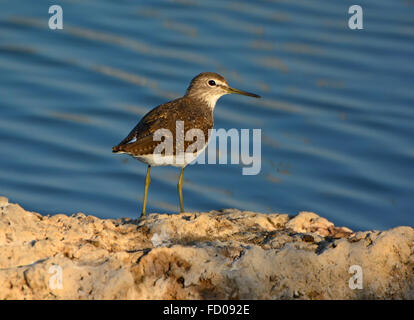 Tringa ochropus Foto Stock