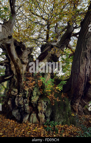 Il Tortworth Castagno - Castanea sativa oltre 800 anni designato uno dei cinquanta grandi alberi britannico Foto Stock
