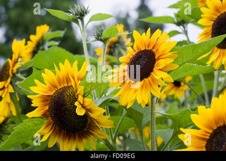 Helianthus annuus 'Solar Power' Fiori. Foto Stock