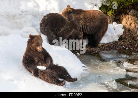 Famiglia di Eurasian l'orso bruno (Ursus arctos arctos) nella neve in inverno Foto Stock