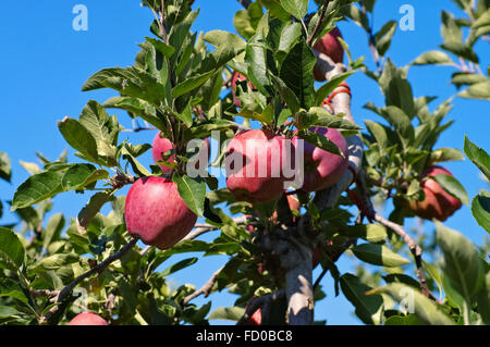 Rote Äpfel am Baum - Mele rosse su albero Foto Stock
