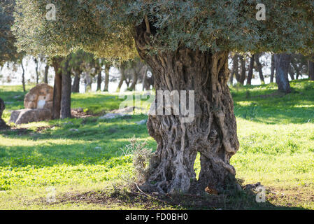 Albero di olivo a Ein Afec Foto Stock