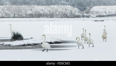 Un gruppo di cigni Whooper camminare su un laghetto congelato in inverno in Scozia durante la loro migrazione dall'Islanda Foto Stock