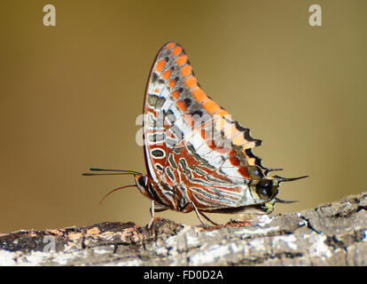 Jasius Charaxs, Foxy imperatore butterfly Foto Stock