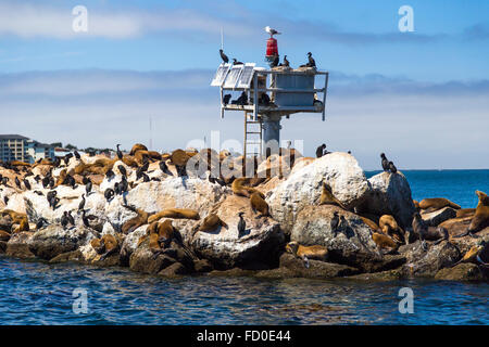 I leoni di mare e le guarnizioni sul molo a Monterey in California Foto Stock