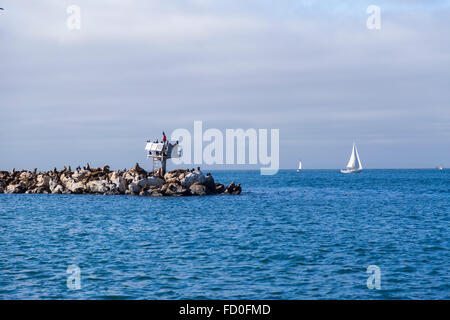 I leoni di mare e le guarnizioni sul molo a Monterey in California Foto Stock