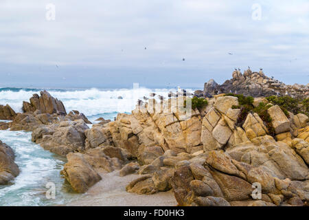 Bird Rock con uccelli acquatici. gabbiani e cormorani uccelli seduti sulle rocce, Monterey, California Foto Stock