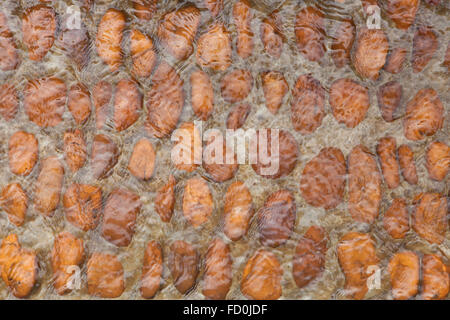 Acqua che fluisce oltre il fiume orange arrotondati ciottoli. Texture di sfondo. Foto Stock