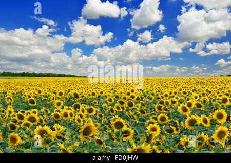Campo di girasole contro un cielo blu nella giornata di sole Foto Stock
