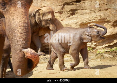 Sri Lanka - l'Orfanotrofio degli Elefanti di Pinnawela (villaggio nel distretto di Kegalla dello Sri Lanka), Asia Foto Stock