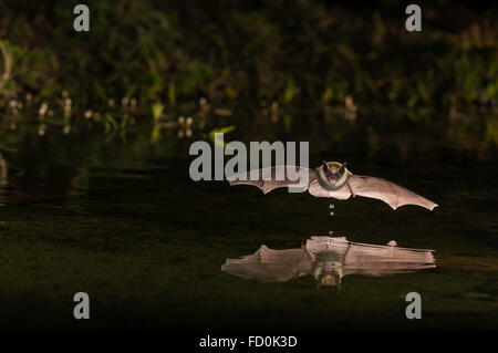 Big Brown Bat, Eptesicus fuscus, Green Valley, Arizona, Stati Uniti; nativo per N America C America, Caraibi e Nord America S Foto Stock