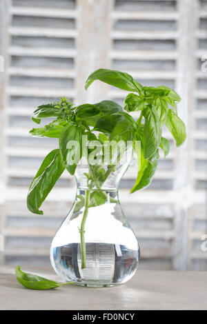 1 mazzetto di basilico in vaso con acqua per mantenere la freschezza per un uso successivo Foto Stock