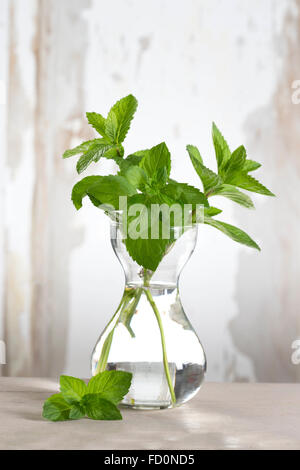 1 mazzetto di basilico in vaso con acqua per mantenere la freschezza per un uso successivo Foto Stock