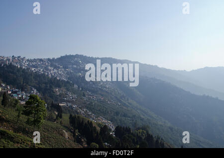 Le piantagioni di tè a Darjeeling, West Bengal, India Foto Stock