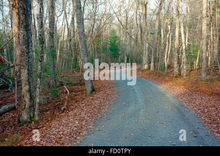 Una strada di campagna attraverso una foresta in inverno o tardo autunno Foto Stock