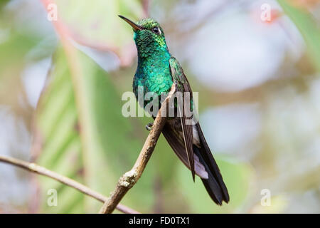 Cubano hummingbird smeraldo (ricordii Chlorostilbon) maschio adulto appollaiato sul ramo, Cuba Foto Stock