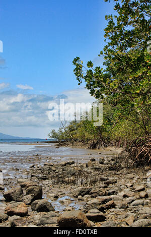 Una vista di Port Douglas e mangrovie sulla foreshore Foto Stock