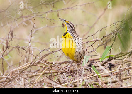 Orientale (meadowlark Sturnella magna) maschio adulto arroccato e canto, Cuba Foto Stock