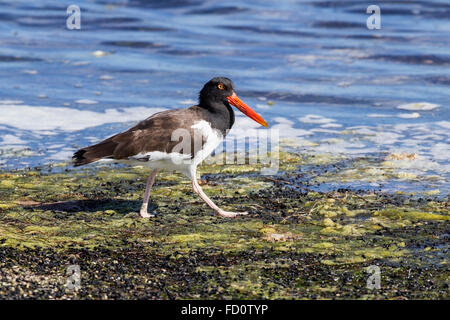 American Oystercatcher (Haematopus palliatus) adulto permanente sulla rivestito di alghe marine costa, isole Turks e Caicos Foto Stock