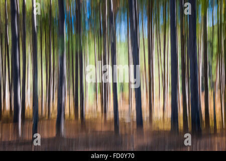 Paesaggio Astratto di pini nel luminoso bosco. Immagine prodotta dal movimento della videocamera. Foto Stock