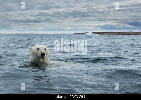 Canada, Nunavut Territorio, Repulse Bay, orso polare (Ursus maritimus) nuotare vicino a Harbor Islands Foto Stock