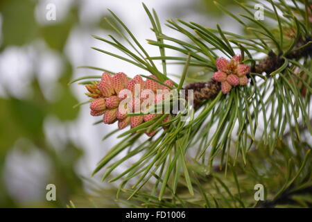 Close up di pino aghi e baby pigne. Foto Stock