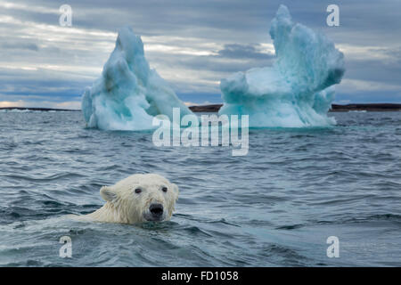 Canada, Nunavut Territorio, Repulse Bay, orso polare (Ursus maritimus) nuoto passato iceberg di fusione vicino a Harbor Islands Foto Stock