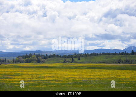 Bei prati con giallo fiori selvatici ovunque e il Grand Tetons in discesa. Foto Stock